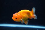 Juvenile Lionchu  Red White 3.5 Inch (ID#1224R11b-11) Free2Day SHIPPING