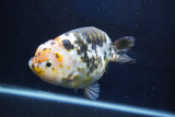 Jumbo Ranchu  Calico 5.5 Inch (ID#1022R10a-100)