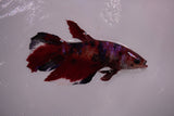 Nemo Koi Galaxy  Halfmoon Female Betta (ID#801-F606) Free2Day SHIPPING