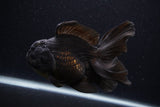 Thai Oranda  Black  5.5 Inch (ID#1227To6c-104)