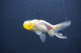 Bubble Eye  Calico 3.5 Inch (ID#401Be12c-77) Free2Day SHIPPING