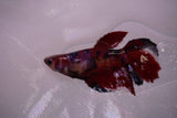 Nemo Koi Galaxy  Halfmoon Female Betta (ID#801-F606) Free2Day SHIPPING