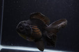 Thai Oranda  Black  5.5 Inch (ID#1227To6c-104)