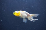 Bubble Eye  Calico 3.5 Inch (ID#401Be12c-77) Free2Day SHIPPING