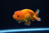 Juvenile Lionchu  Red White 3.5 Inch (ID#1224R11b-11) Free2Day SHIPPING