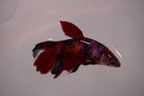 Nemo Koi Galaxy  Halfmoon Female Betta (ID#801-F606) Free2Day SHIPPING