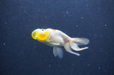 Bubble Eye  Calico 3.5 Inch (ID#401Be12c-77) Free2Day SHIPPING