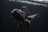 Thai Oranda  Black  5.5 Inch (ID#1227To6c-104)