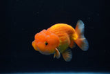 Juvenile Lionchu  Red White 3.5 Inch (ID#1224R11b-11) Free2Day SHIPPING