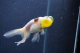 Bubble Eye  Calico 3.5 Inch (ID#401Be12c-77) Free2Day SHIPPING