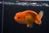 Juvenile Lionchu  Red White 3.5 Inch (ID#1224R11b-11) Free2Day SHIPPING