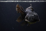 Thai Oranda  Black  5.5 Inch (ID#1227To6c-104)