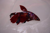 Nemo Koi Galaxy  Halfmoon Female Betta (ID#801-F606) Free2Day SHIPPING