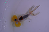Bubble Eye  Calico 3.5 Inch (ID#401Be12c-77) Free2Day SHIPPING