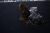 Thai Oranda  Black  5.5 Inch (ID#1227To6c-104)