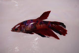 Nemo Koi Galaxy  Halfmoon Female Betta (ID#801-F606) Free2Day SHIPPING