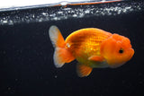 Juvenile Lionchu  Red White 3.5 Inch (ID#1224R11b-11) Free2Day SHIPPING