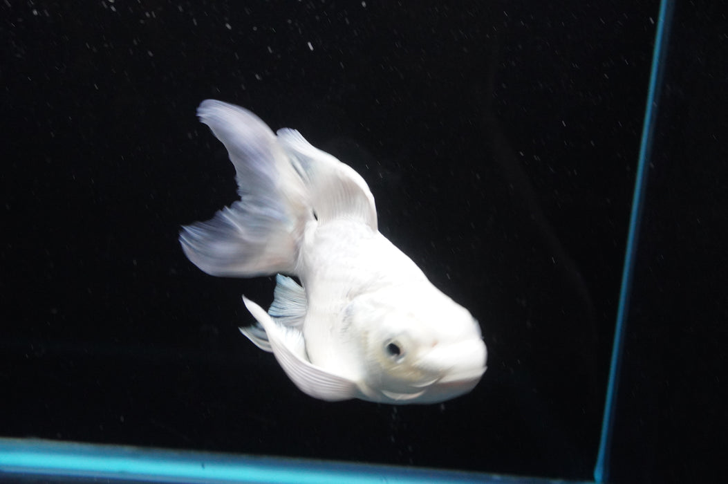 Short Body Koi  Platinum 6 Inch (ID#801KPT-94) Free2Day SHIPPING