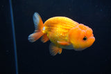 Juvenile Lionchu  Red White 3.5 Inch (ID#1224R11b-11) Free2Day SHIPPING