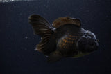 Thai Oranda  Black  5.5 Inch (ID#1227To6c-104)