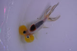 Bubble Eye  Calico 3.5 Inch (ID#401Be12c-77) Free2Day SHIPPING