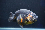 Jumbo Ranchu  Calico 5.5 Inch (ID#1022R10a-101)