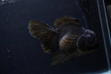 Thai Oranda  Black  5.5 Inch (ID#1227To6c-104)