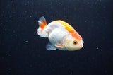 Baby Ranchu  Red White 3 Inch (ID#411R9c-19) Free2Day SHIPPING