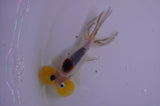 Bubble Eye  Calico 3.5 Inch (ID#401Be12c-77) Free2Day SHIPPING