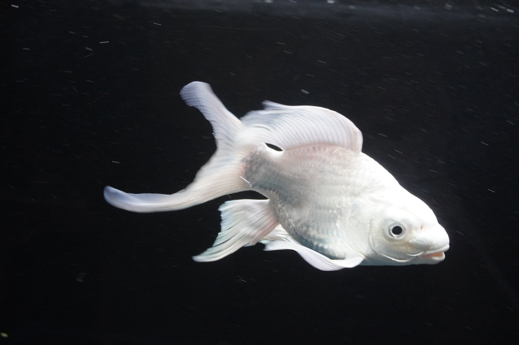 Short Body Koi  Platinum 6 Inch (ID#801KPT-94) Free2Day SHIPPING
