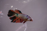 Nemo Koi Galaxy  Halfmoon Female Betta (ID#801-F607) Free2Day SHIPPING