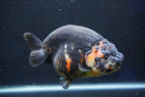 Jumbo Ranchu  Calico 5.5 Inch (ID#1022R10a-101)