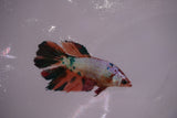 Nemo Koi Galaxy  Halfmoon Female Betta (ID#801-F607) Free2Day SHIPPING