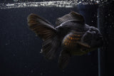 Thai Oranda  Black  5.5 Inch (ID#1227To6c-104)