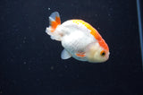 Baby Ranchu  Red White 3 Inch (ID#411R9c-19) Free2Day SHIPPING