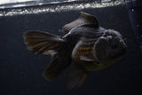 Thai Oranda  Black  5.5 Inch (ID#1227To6c-104)