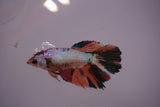 Nemo Koi Galaxy  Halfmoon Female Betta (ID#801-F607) Free2Day SHIPPING