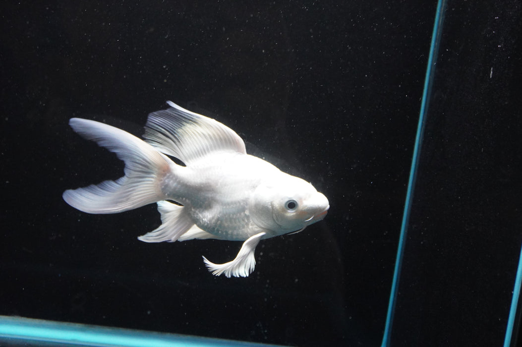 Short Body Koi  Platinum 6 Inch (ID#801KPT-94) Free2Day SHIPPING