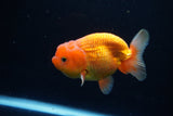 Juvenile Lionchu  Red White 3 Inch (ID#1224R11b-12) Free2Day SHIPPING