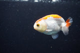 Baby Ranchu  Red White 3 Inch (ID#411R9c-19) Free2Day SHIPPING