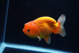 Juvenile Lionchu  Red White 3 Inch (ID#1224R11b-12) Free2Day SHIPPING