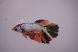 Nemo Koi Galaxy  Halfmoon Female Betta (ID#801-F607) Free2Day SHIPPING