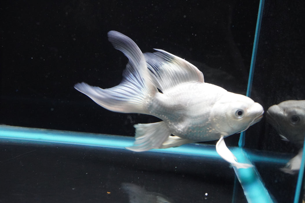 Short Body Koi  Platinum 6 Inch (ID#801KPT-94) Free2Day SHIPPING
