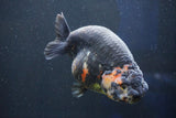 Jumbo Ranchu  Calico 5.5 Inch (ID#1022R10a-101)