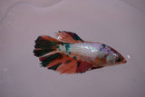 Nemo Koi Galaxy  Halfmoon Female Betta (ID#801-F607) Free2Day SHIPPING