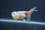 Bubble Eye  Calico 4 Inch (ID#401Be12c-78) Free2Day SHIPPING