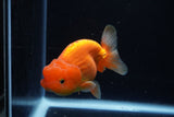 Juvenile Lionchu  Red White 3 Inch (ID#1224R11b-12) Free2Day SHIPPING