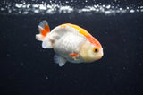 Baby Ranchu  Red White 3 Inch (ID#411R9c-19) Free2Day SHIPPING