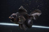 Thai Oranda  Red Black 6.5 Inch (ID#1231To6c-97)