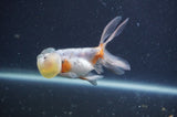 Bubble Eye  Calico 4 Inch (ID#401Be12c-78) Free2Day SHIPPING
